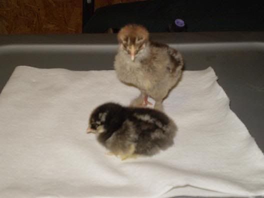 chicks2002.jpg