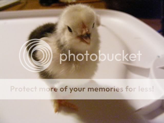 ChicksApril17003.jpg