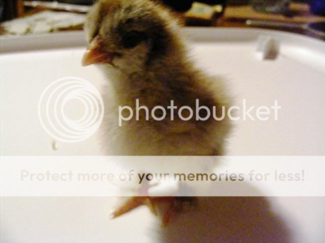 ChicksApril17016.jpg
