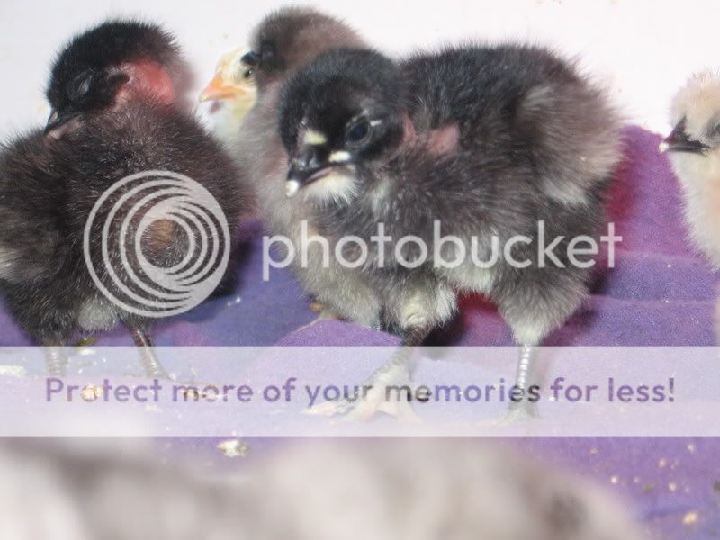 chicks014.jpg