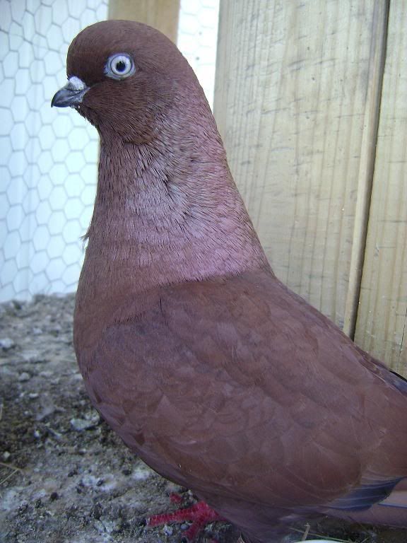 pigeon.jpg