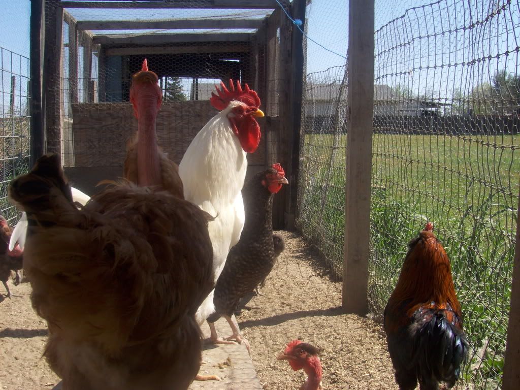 ChickensDucksandGoats010.jpg