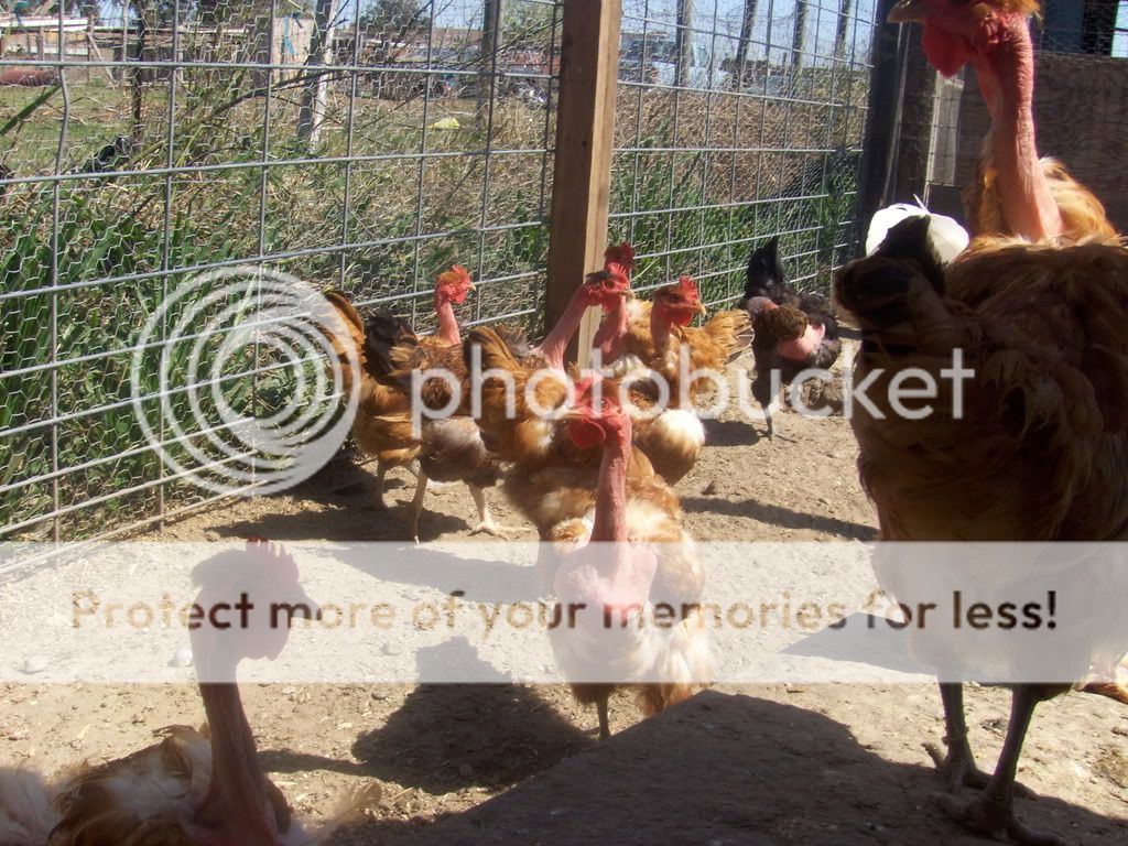 ChickensDucksandGoats011.jpg