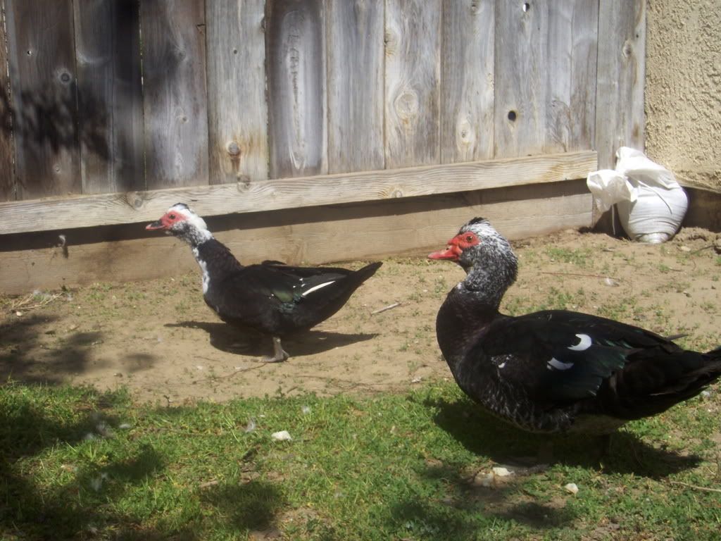 ChickensDucksandGoats026.jpg