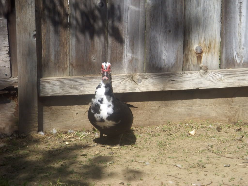 ChickensDucksandGoats028.jpg