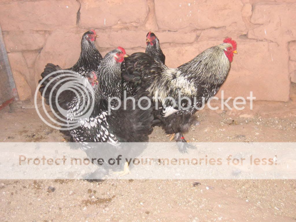 Chickens014-1.jpg