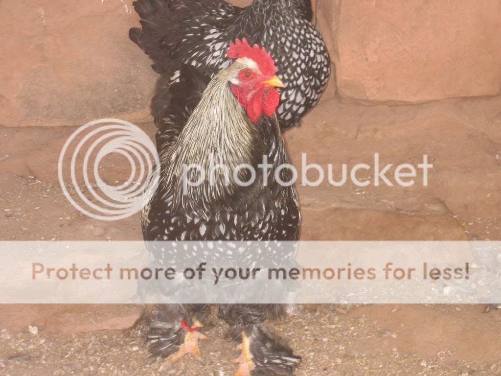 Chickens015.jpg