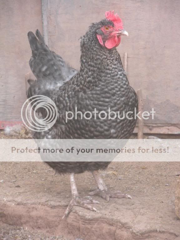 Chickens017.jpg
