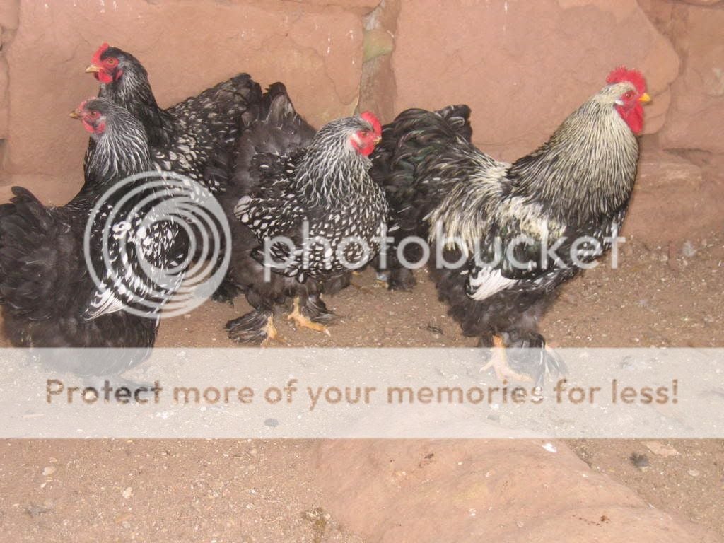 Chickens018-1.jpg