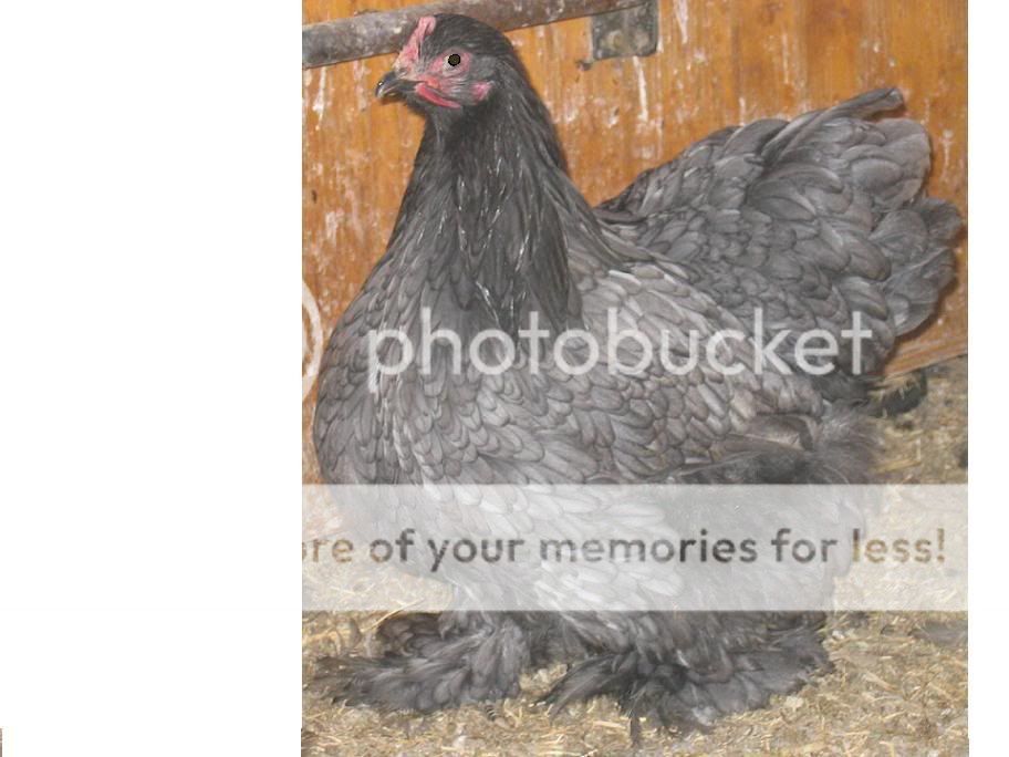 Chickens024.jpg