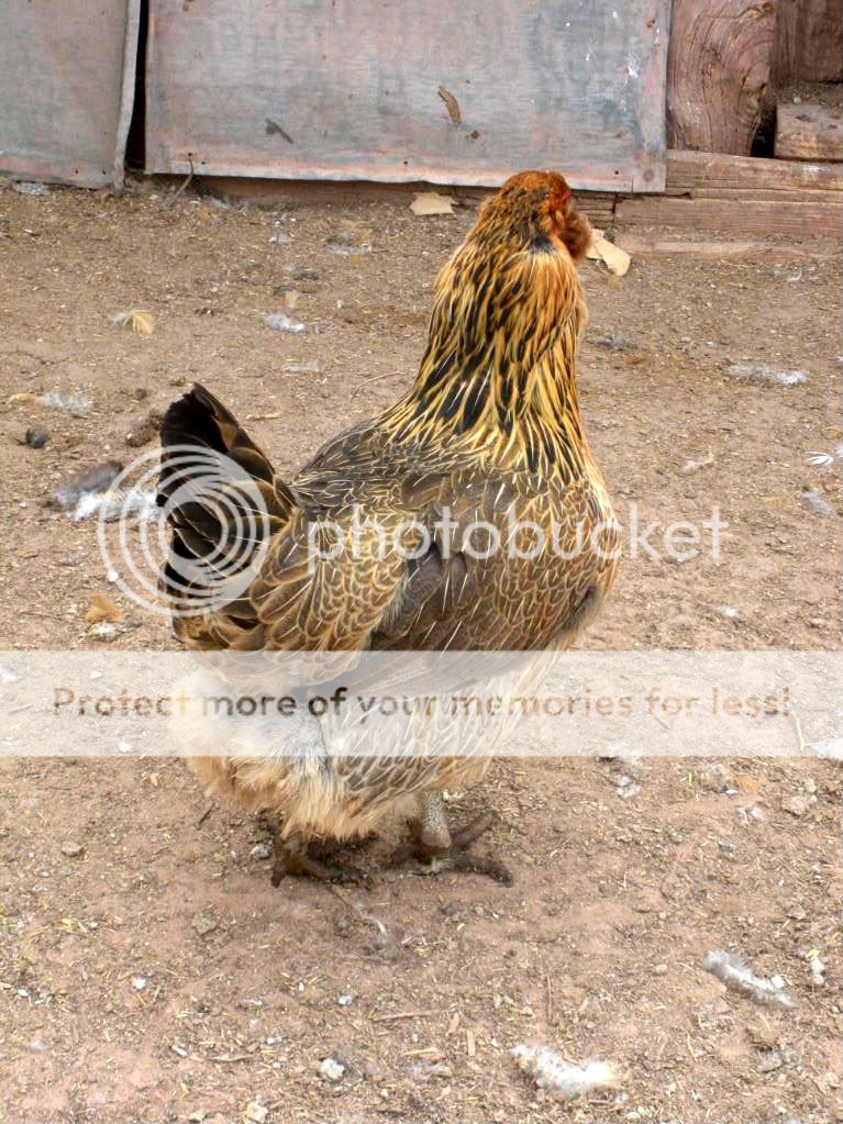 Chickens030.jpg