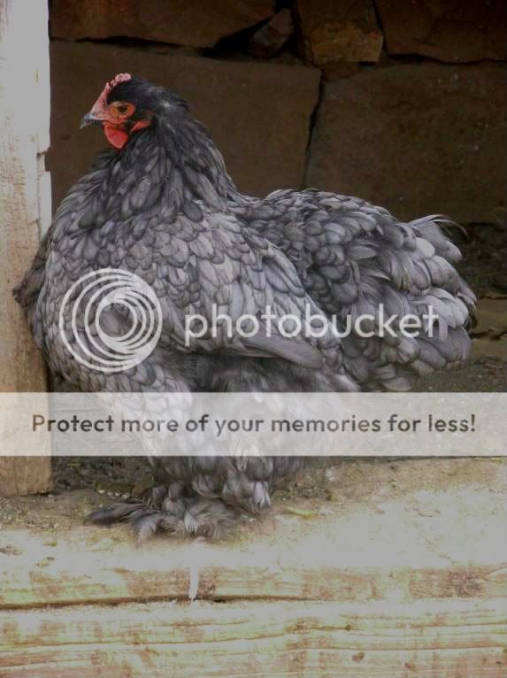 Chickens035.jpg