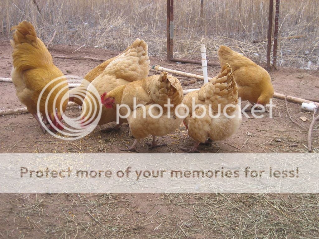 Chickens036.jpg