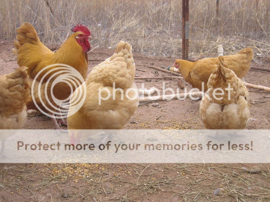 Chickens037.jpg