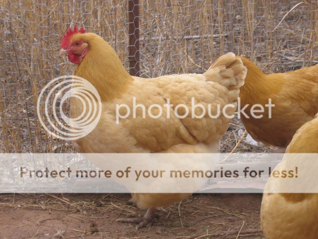 Chickens039.jpg