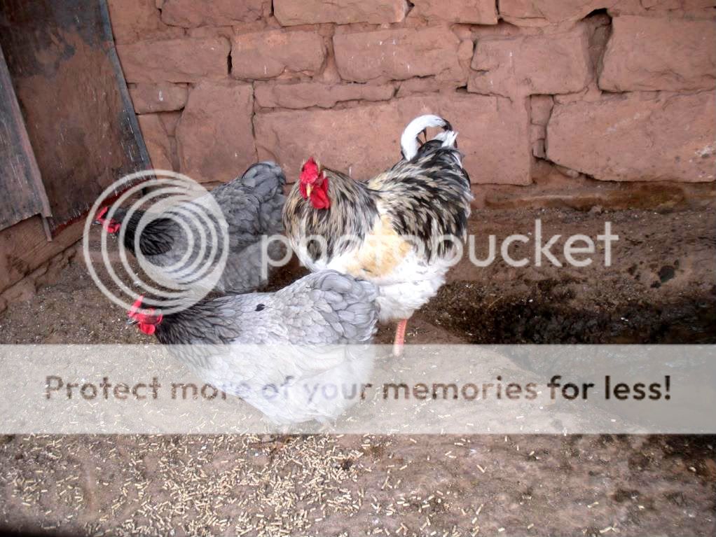Chickens044.jpg