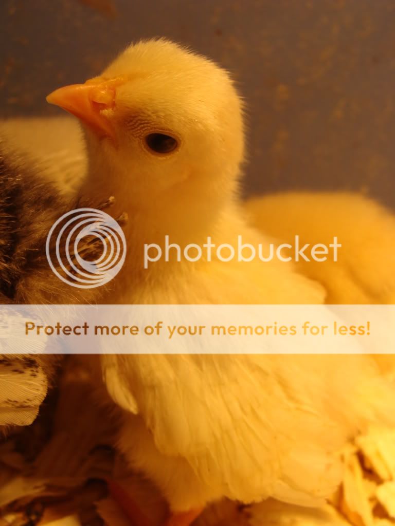 ChickPicks1684.jpg