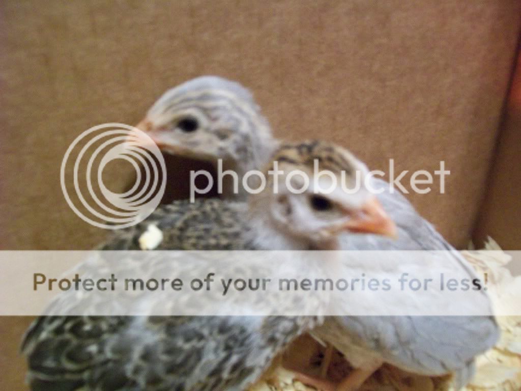ChickPicks016.jpg