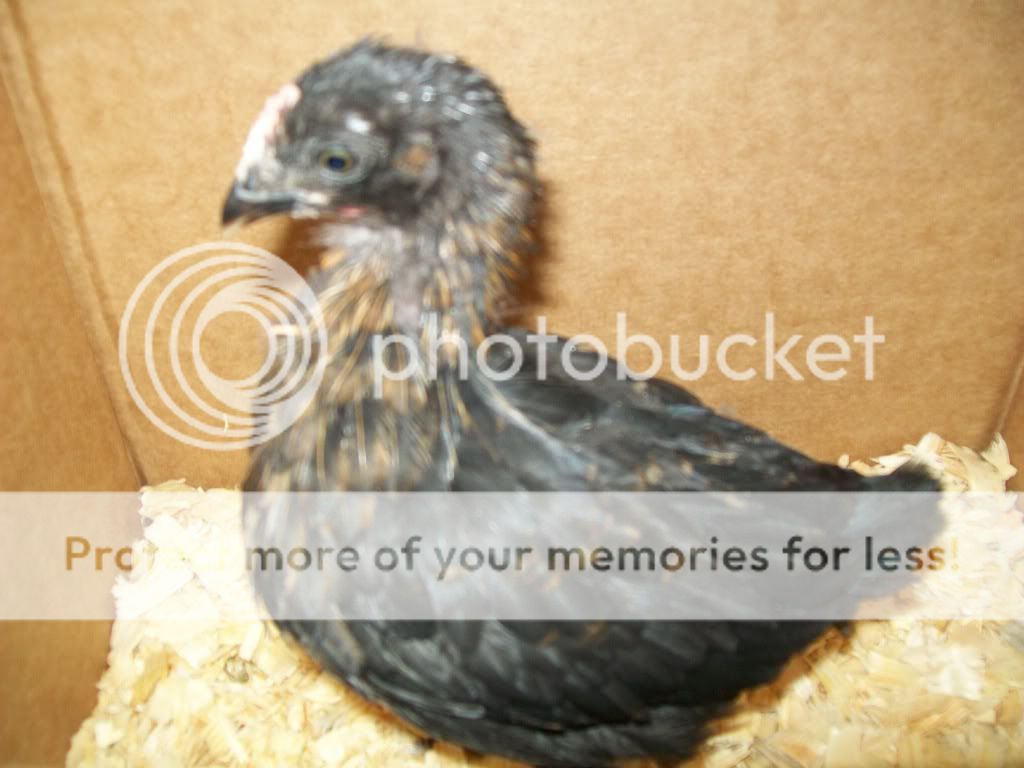 ChickPicks017.jpg