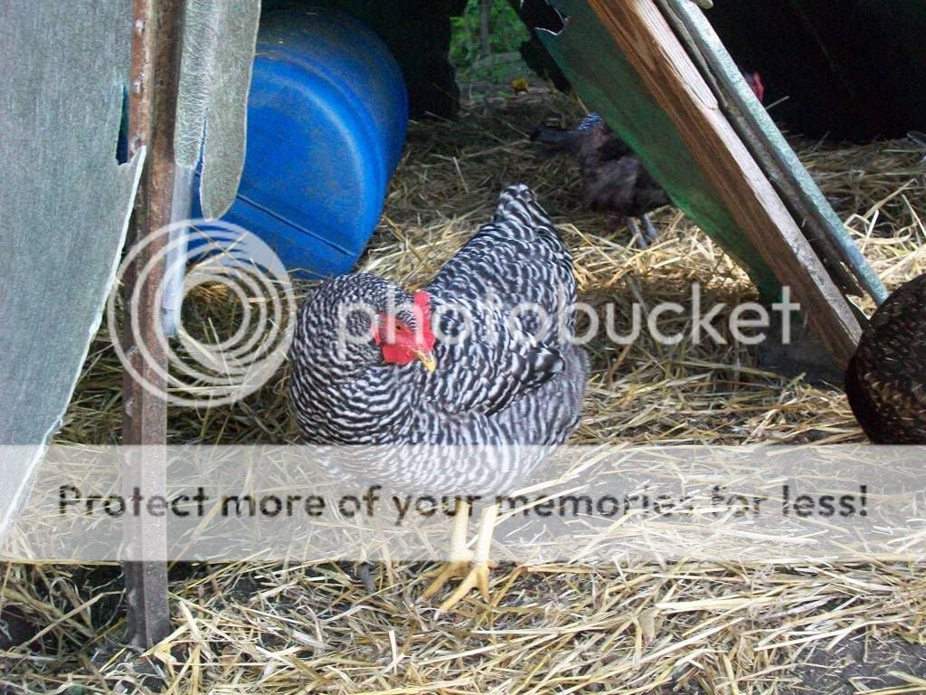 ChickPicks018.jpg