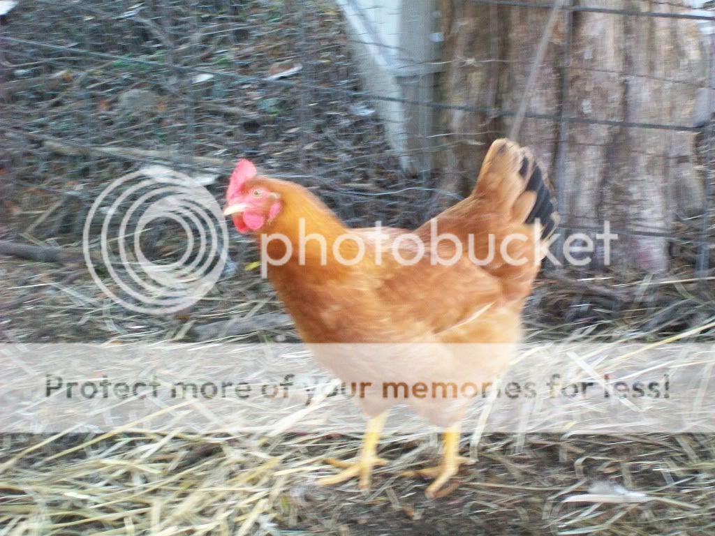 ChickPicks023.jpg