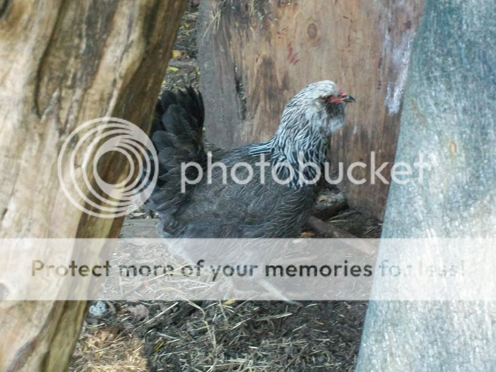 ChickPicks024.jpg