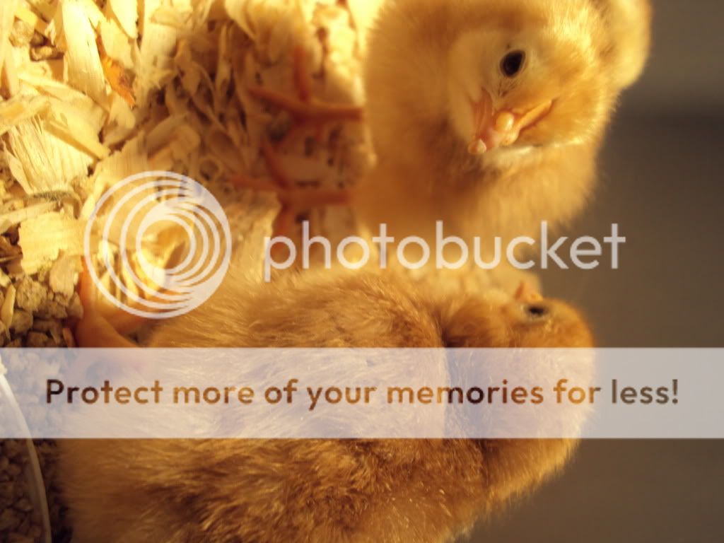 ChickPicks115.jpg