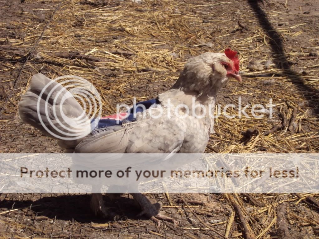 ChickPicks1269.jpg