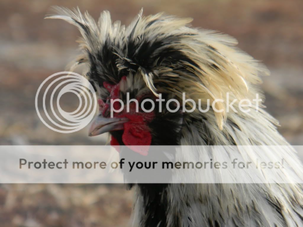 ChickPicks3324.jpg