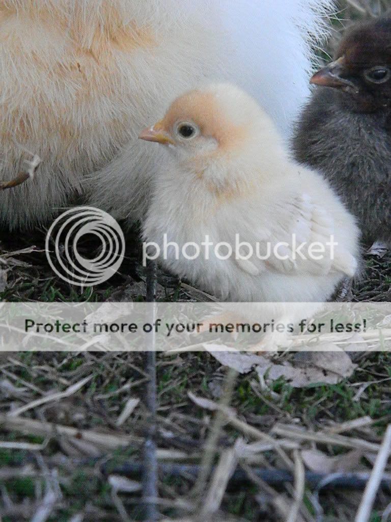 ChickPicks3577.jpg