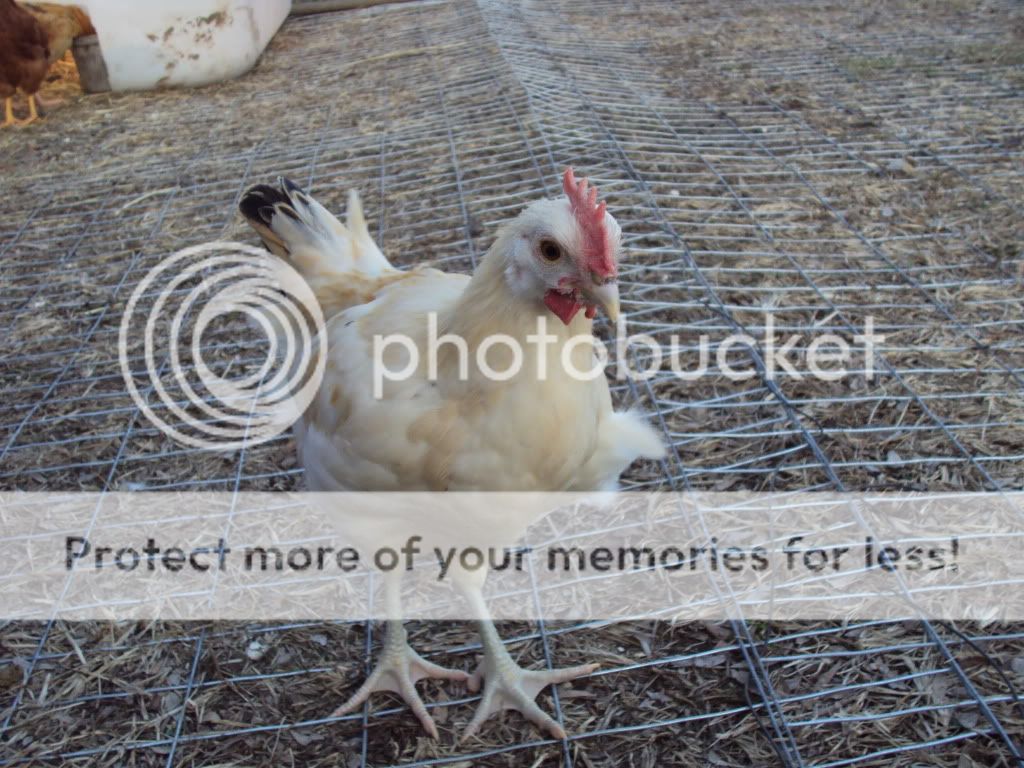 ChickPicks527.jpg