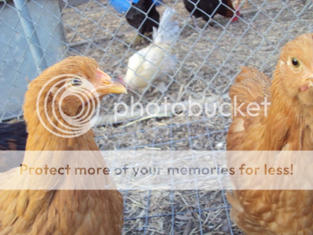ChickPicks531.jpg