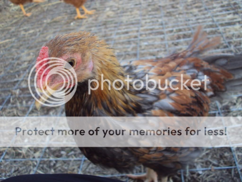ChickPicks553.jpg