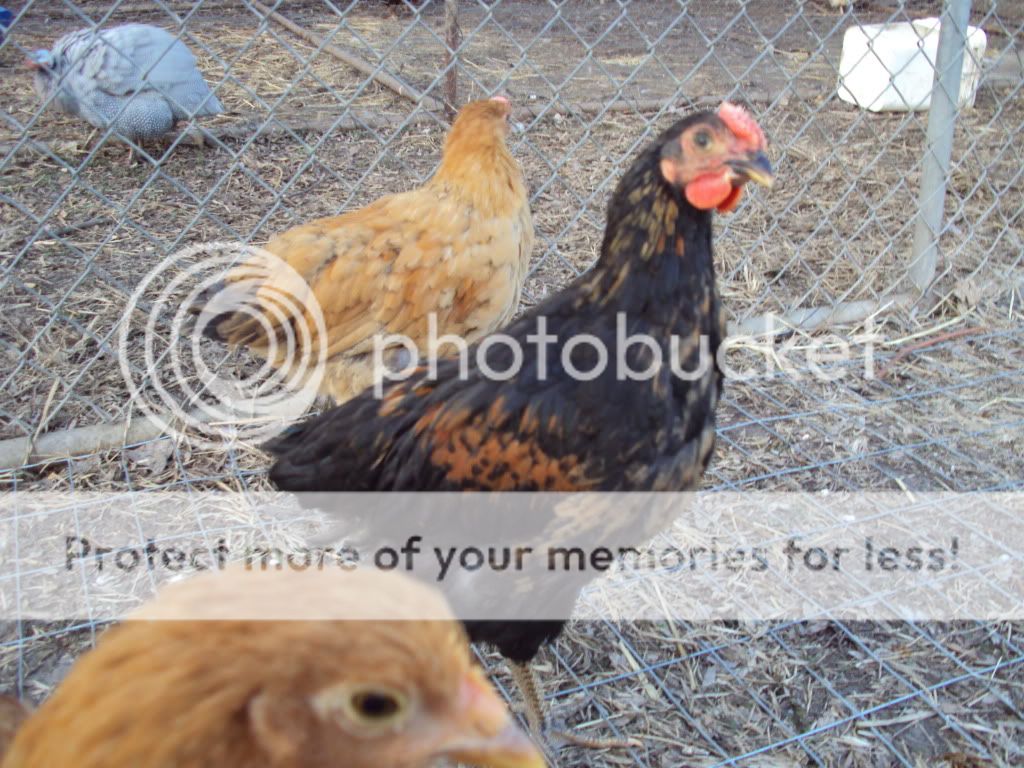 ChickPicks556.jpg