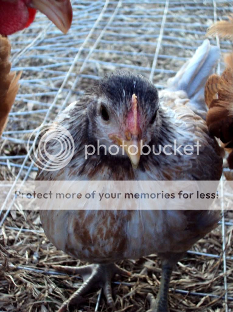 ChickPicks581-1.jpg
