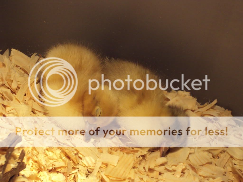 ChickPicks618.jpg