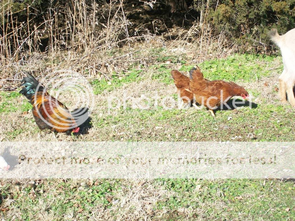 chickenpics014-1.jpg