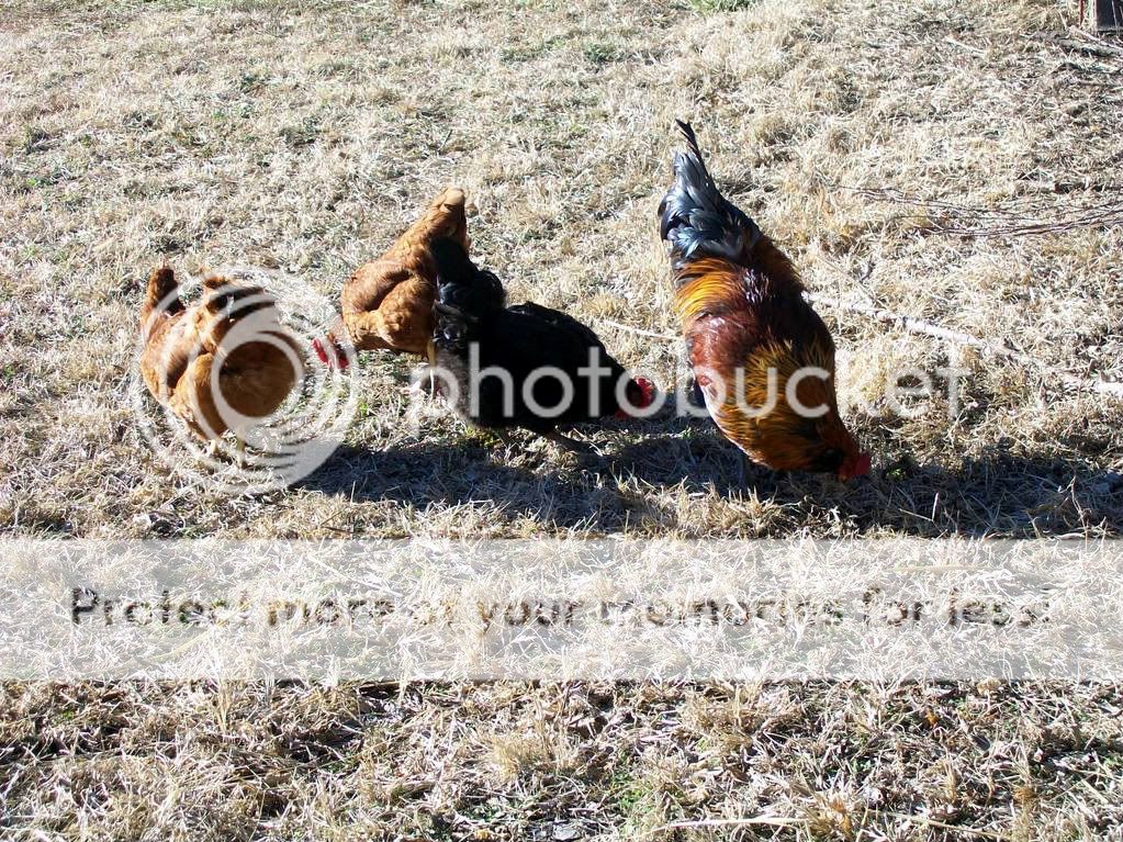 chickenpics016-1-1.jpg