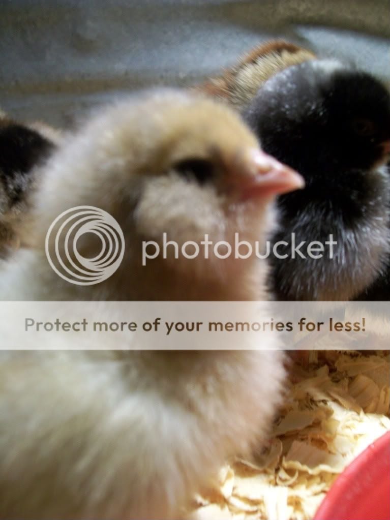 chicks2029-1.jpg