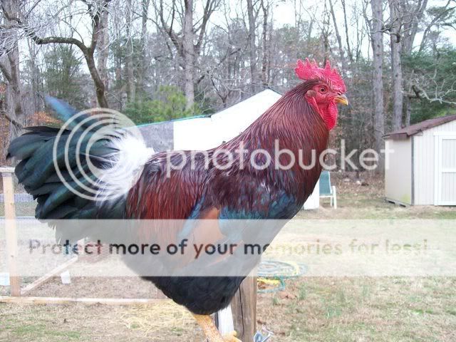 roosters97entry.jpg