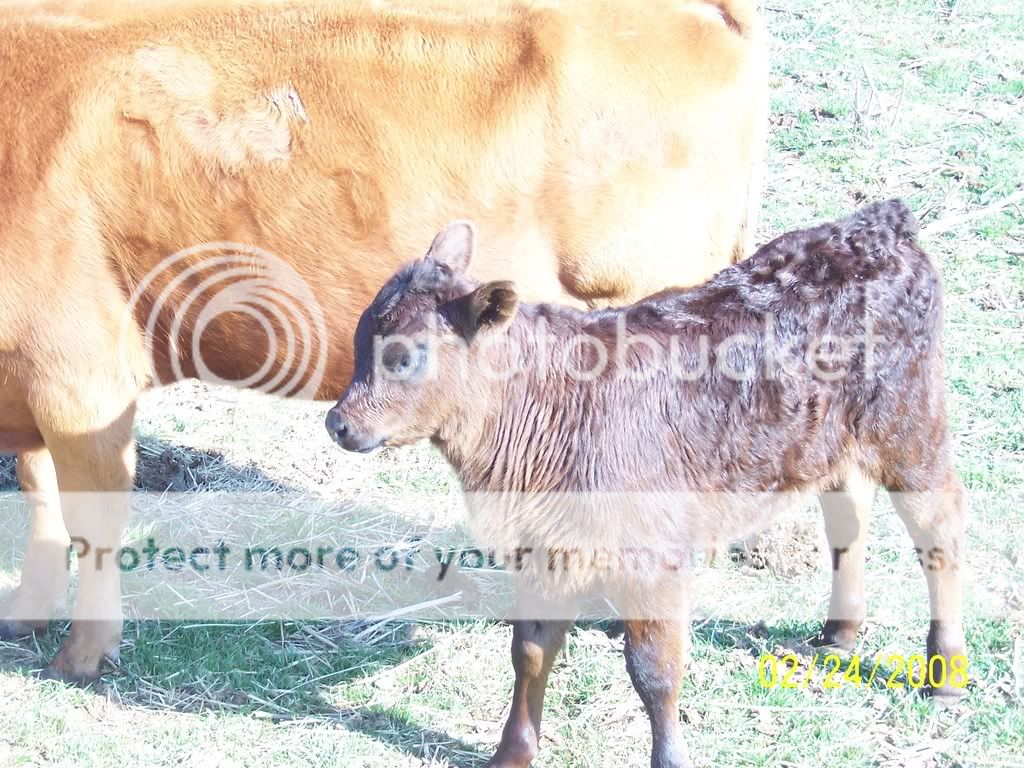 cattle003.jpg