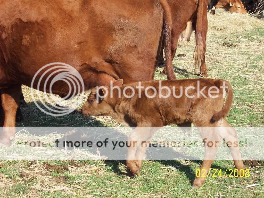 cattle009.jpg