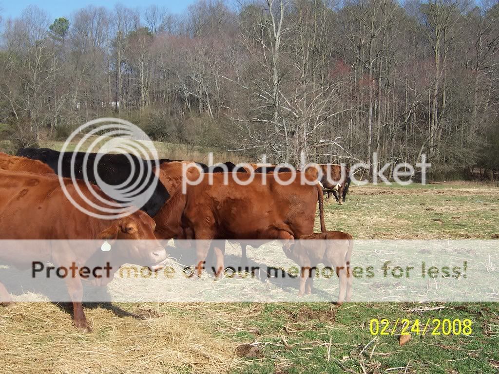 cattle010.jpg