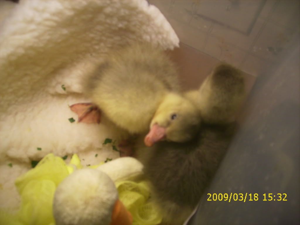 goslings399.jpg