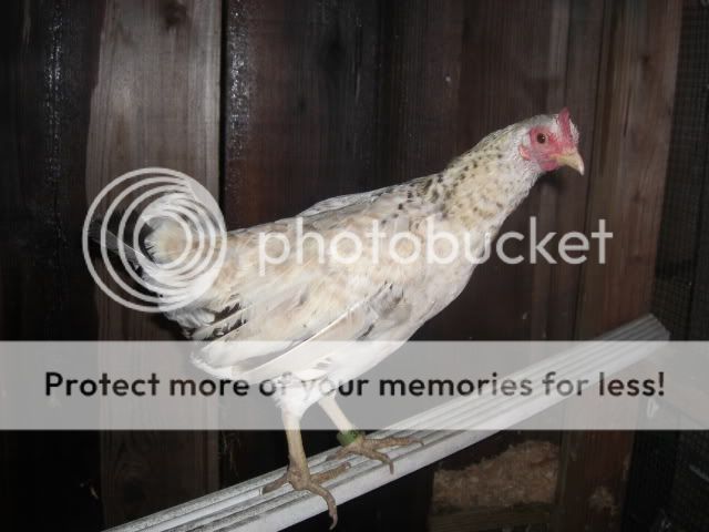Chicken036.jpg