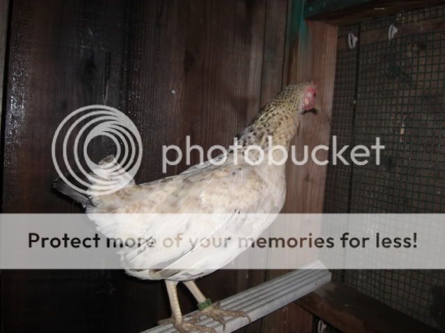 Chicken041.jpg