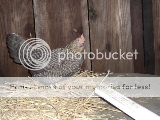 Chicken047.jpg