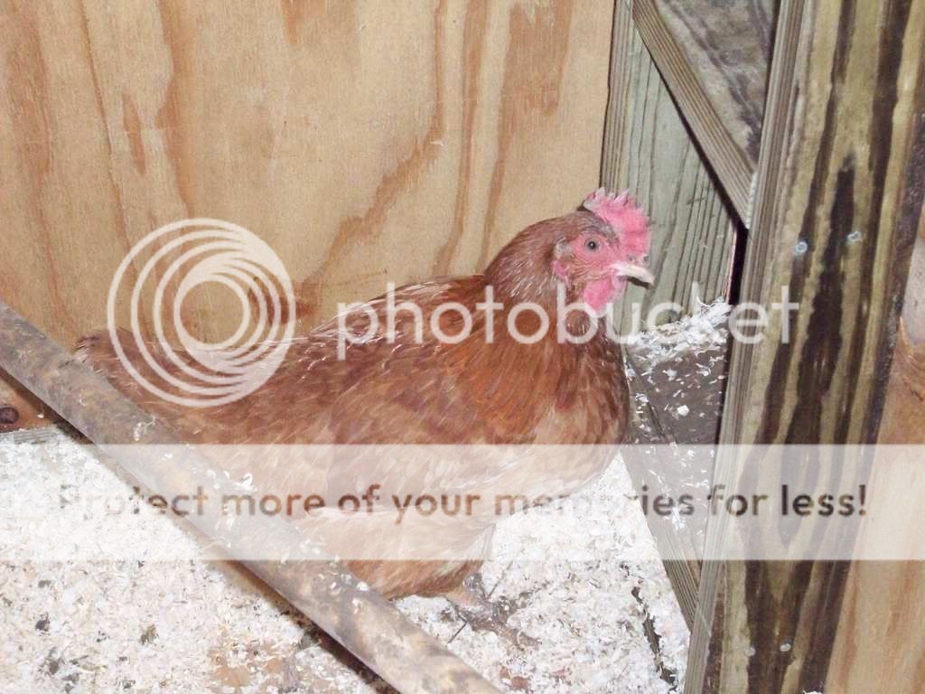 Chickens006.jpg