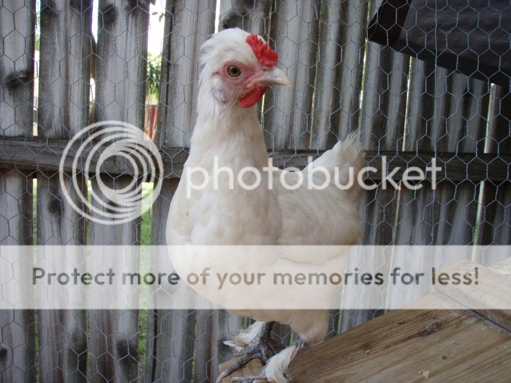 Chickens022.jpg