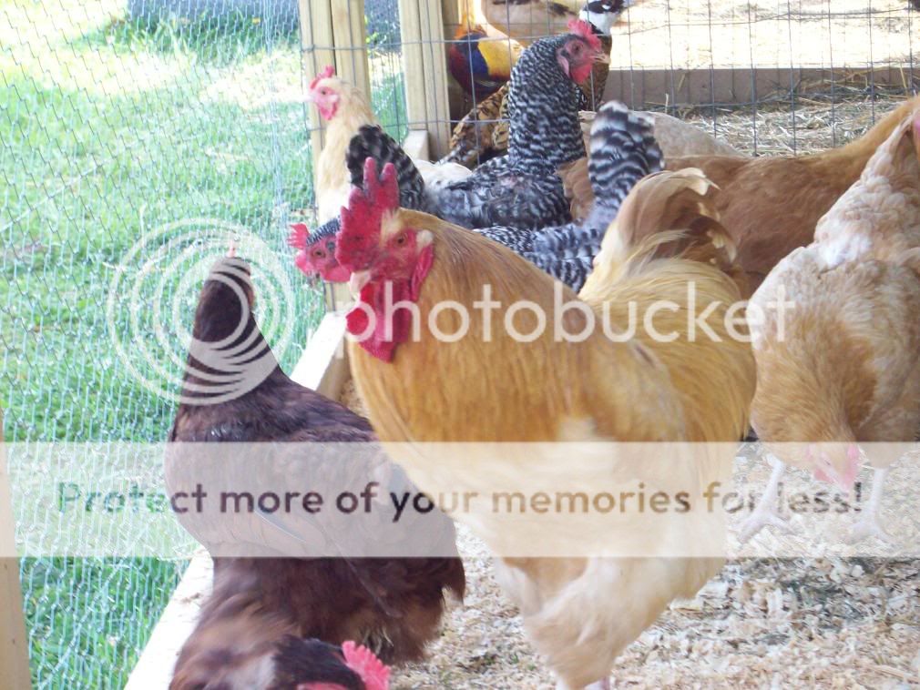 Chickens056.jpg